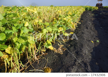 Red bean field of Tokachi 17432906