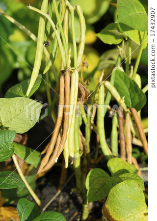 十胜紅豆 17432907