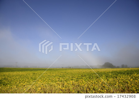Red bean field of Tokachi Red bean field of Tokachi 17432908