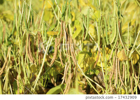 十勝的紅豆領域 17432909