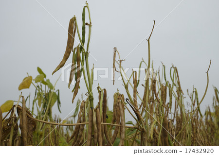 Red bean field of Tokachi 17432920