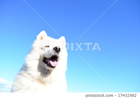 微笑♪ 微笑♪ 17432982