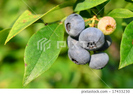 藍莓即將收穫♪ 藍莓即將收穫♪ 17433230