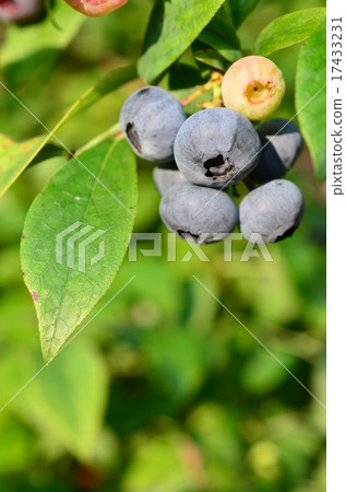 藍莓即將收穫♪ 17433231