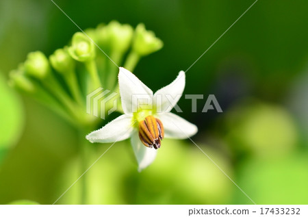 花園越橘花♪ 17433232