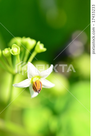 花園越橘花 照片素材 圖片 圖庫