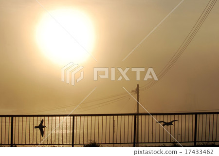 日本海Rumoi的晨光 17433462