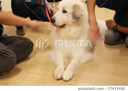 great pyrenees therapy dog