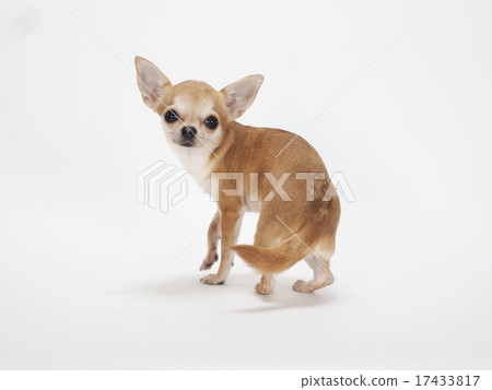 Chihuahuro轉過身來 17433817