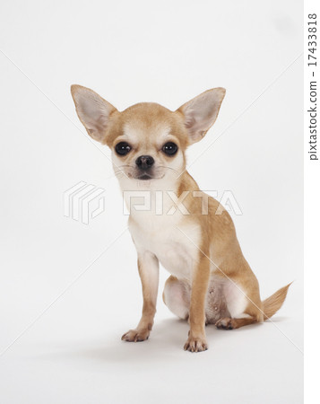 Sitting Chihuahuasa 17433818