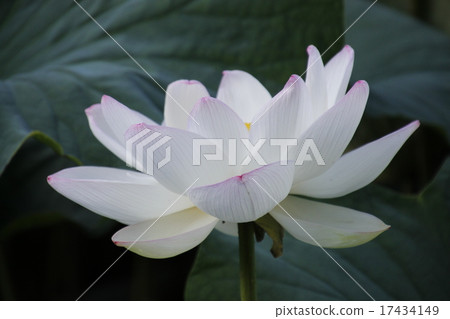 蓮花 17434149