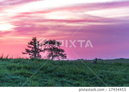 Morning glow and Ezoshika 17434453