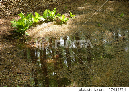 池塘在美麗的森林裡 池塘在美麗的森林裡 17434714