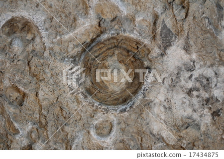 Fossil of ammonite 17434875