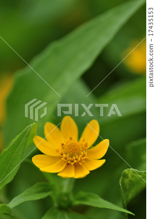 Melanpodium 17435153