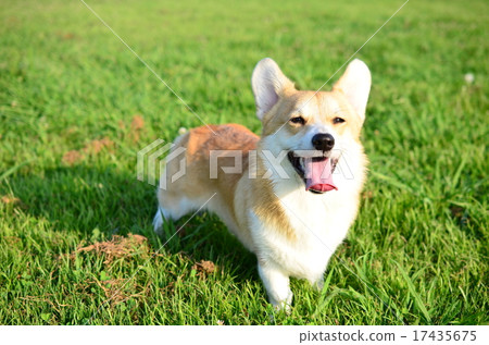 燦爛的笑容♪ 燦爛的笑容♪ 17435675