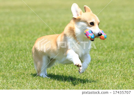 知道了♪ 知道了♪ 17435707