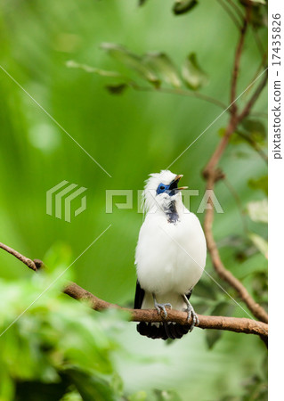 White exotic bird on a branch singing 17435826