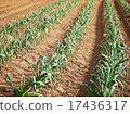 Onion farm 17436317