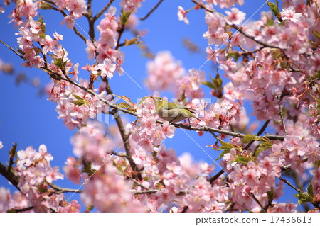 河津櫻花和mezzo 17436613