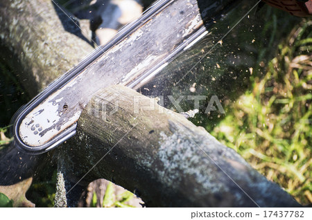 Chainsaw cut wooden logs Chainsaw cut wooden logs 17437782
