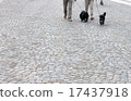 A walk and a dog walking and a dog 17437918