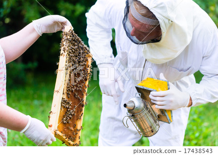 Beekeeper with smoker controlling beeyard and bees Beekeeper with smoker controlling beeyard and bees 17438543