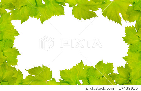 Border of fresh grape leaves Border of fresh grape leaves 17438919