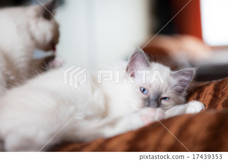 White cat looking at camera lying in bed White cat looking at camera lying in bed 17439353