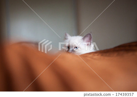 Sacred birman cat lying in bed hiding 17439357