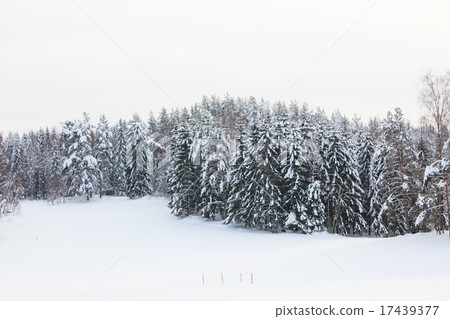 Snow covered forest and field Snow covered forest and field 17439377