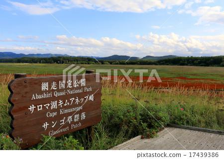 Kimuaneppezaki珊瑚草縣 17439386