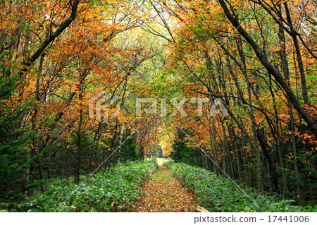 Autumn leaves of scrap marks Autumn leaves of scrap marks 17441006