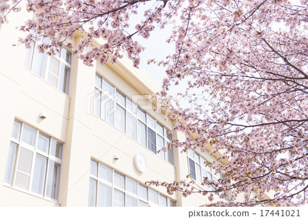 School and cherry blossoms 17441021