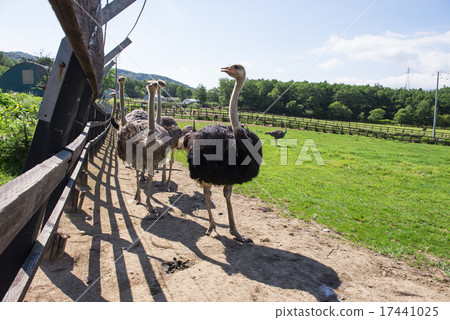 鴕鳥牧場 17441025