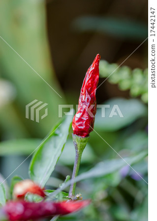 Hot Thai Red Chili Pepper 17442147