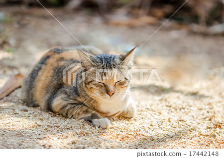 Tabby Cat Tabby Cat 17442148