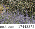Lavender and Cacti Plants Albuqurque New Mexico 17442272