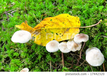 White mushroom White mushroom 17442320