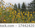 Sunflowers in Sandia Peak Mountains New Mexico 17442420