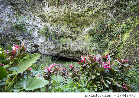 蕨洞，考艾島，夏威夷 -  2 17442478