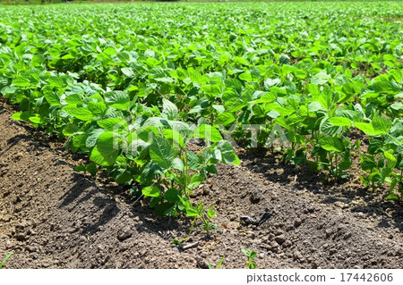 The field of Kingdom of Edamame "Dada cha bean" 17442606