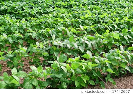 The field of Kingdom of Edamame "Dada cha bean" 17442607