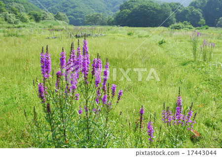土地萬代高原與盛開的味噌H花 17443044