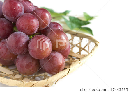 Seedless Pione Seedless Pione 17443385