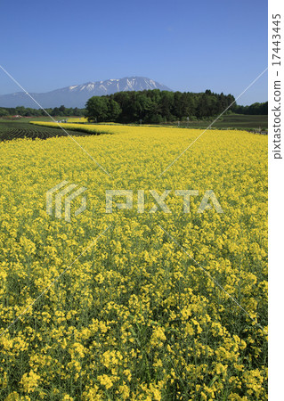 岩手山和Nanohana 17443445