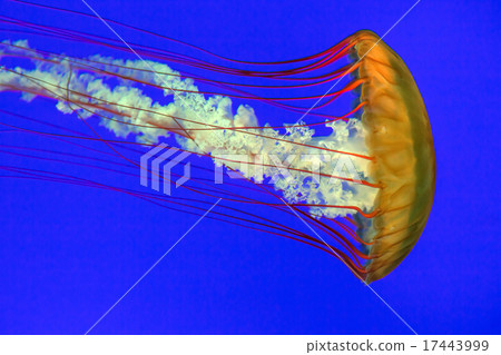 Orange jellyfish with blue background Orange jellyfish with blue background 17443999