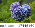 Heart shaped hydrangea, blue. Heart shaped hydrangea, blue. 17446160