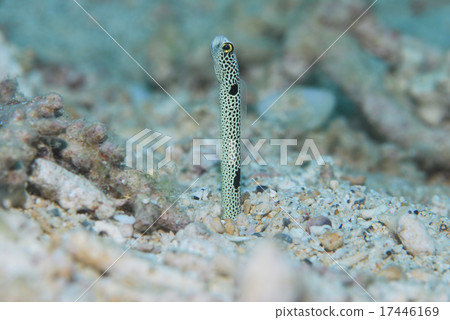 中國鰻魚 17446169
