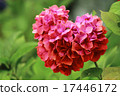 Heart shaped hydrangea, pink. Heart shaped hydrangea, pink. 17446172
